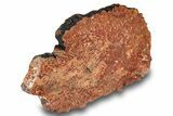 Polished, Petrified Wood (Araucarioxylon) - Arizona #244073-1